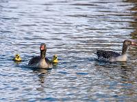 Graugansfamilie mit Küken